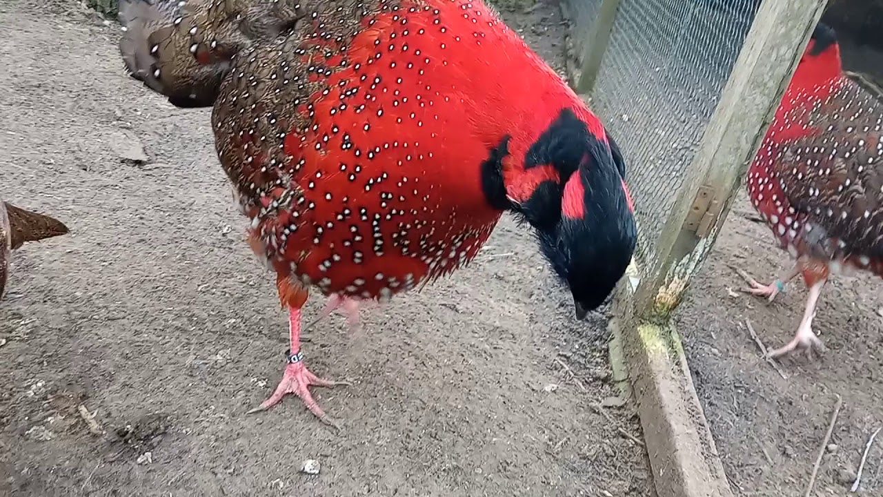 TRAGOPAN SATYRA