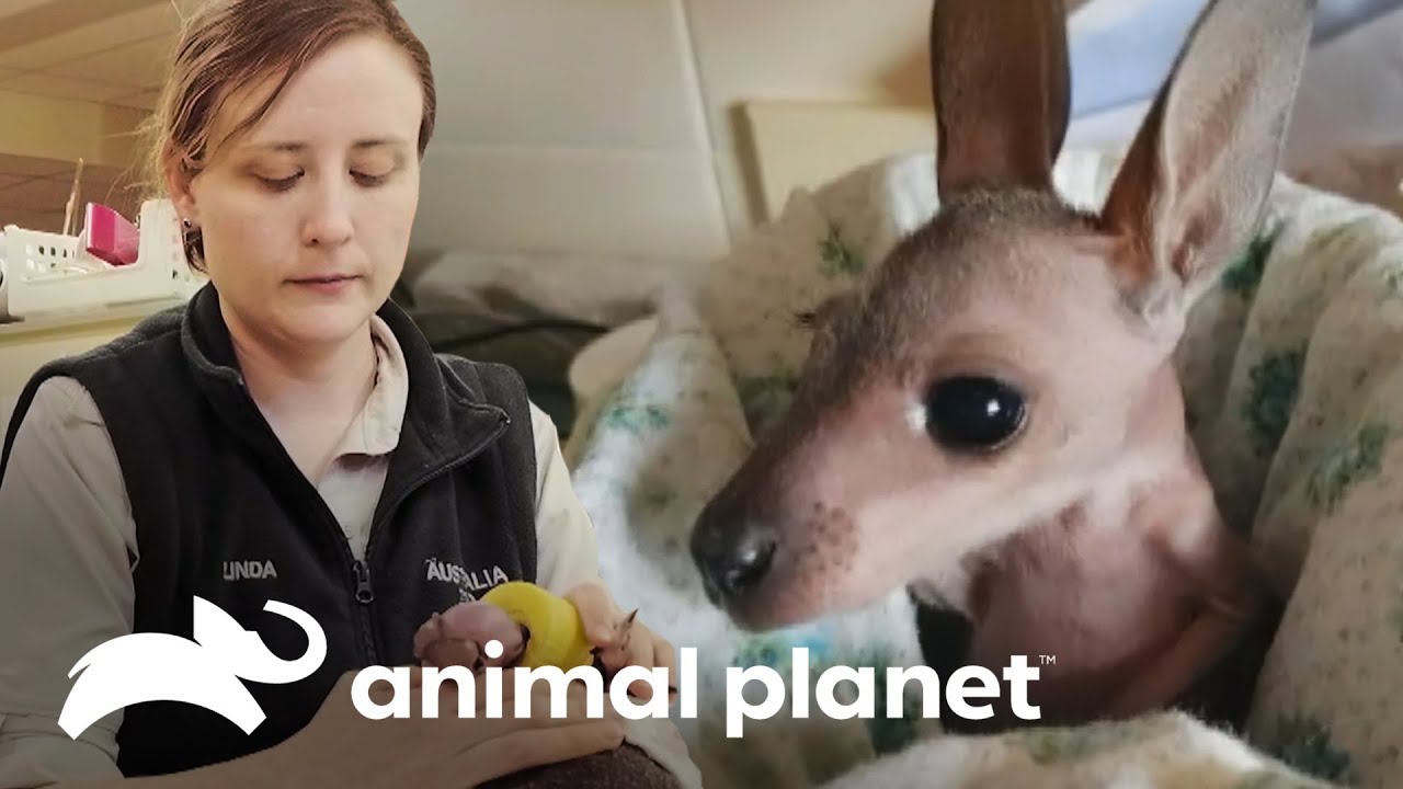 Bebê canguru luta pela vida após morte da mãe | A Família Irwin | Animal Planet Brasil