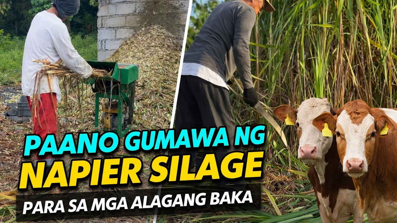 Paano Gawin Ang Napier Silage Para Sa Baka at Kambing | How to make Napier Grass Silage