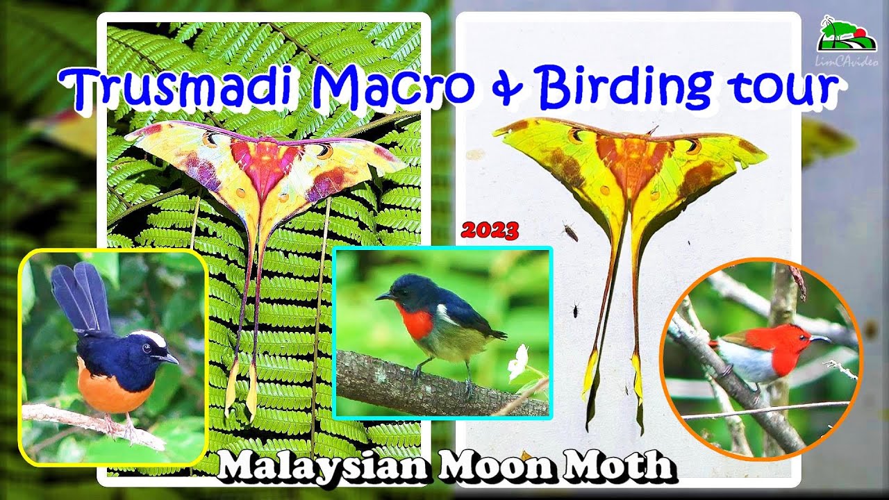 90) Trusmadi Macro & Birding tour 2023