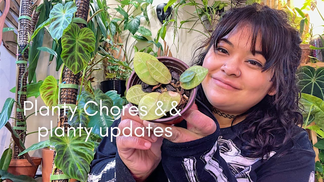 Flat mite updates, treating root rot, breaking pots and more!