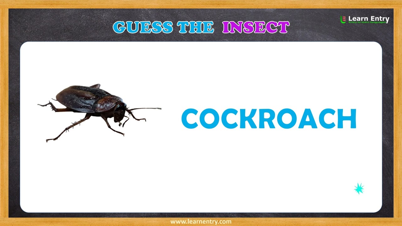 Guess the Insect by Shadow | Guess the Insect Quiz | 50+ Insects