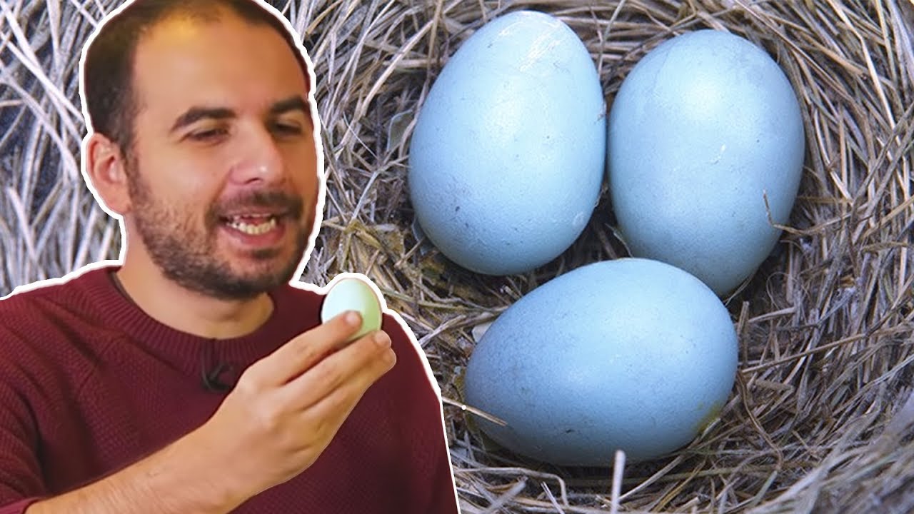 Mavi Yumurtayı Test Ettik - Tadı Nasıl?