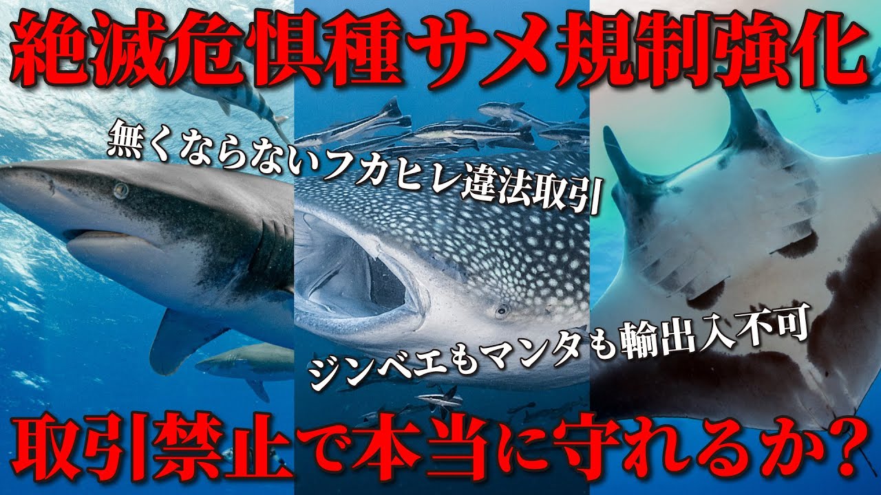 ワシントン条約（CITES / サイテス）でサメの規制強化！絶滅危惧種のサメを保護できるか？