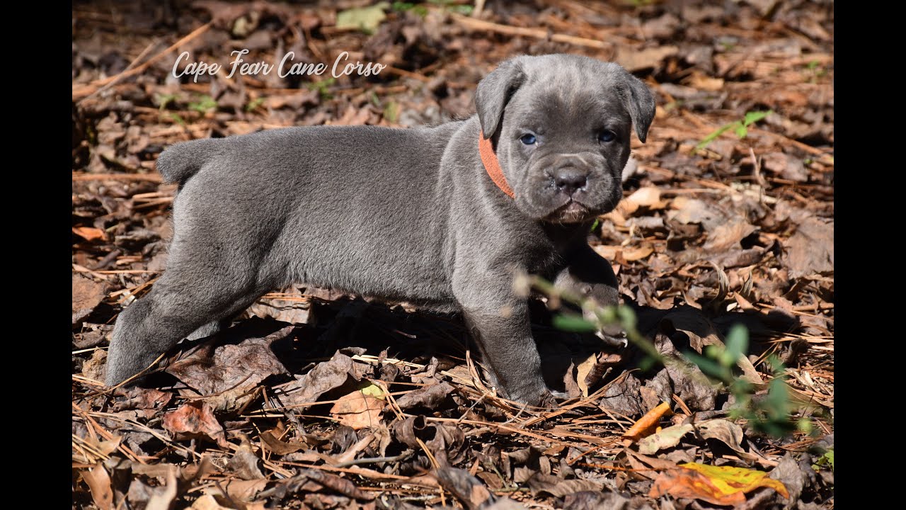 5 week old Cane Corso puppies playing