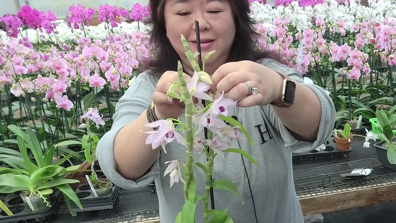 Norman Fang Live! Episode 53 - Asexual Propagation of Orchids - A How To