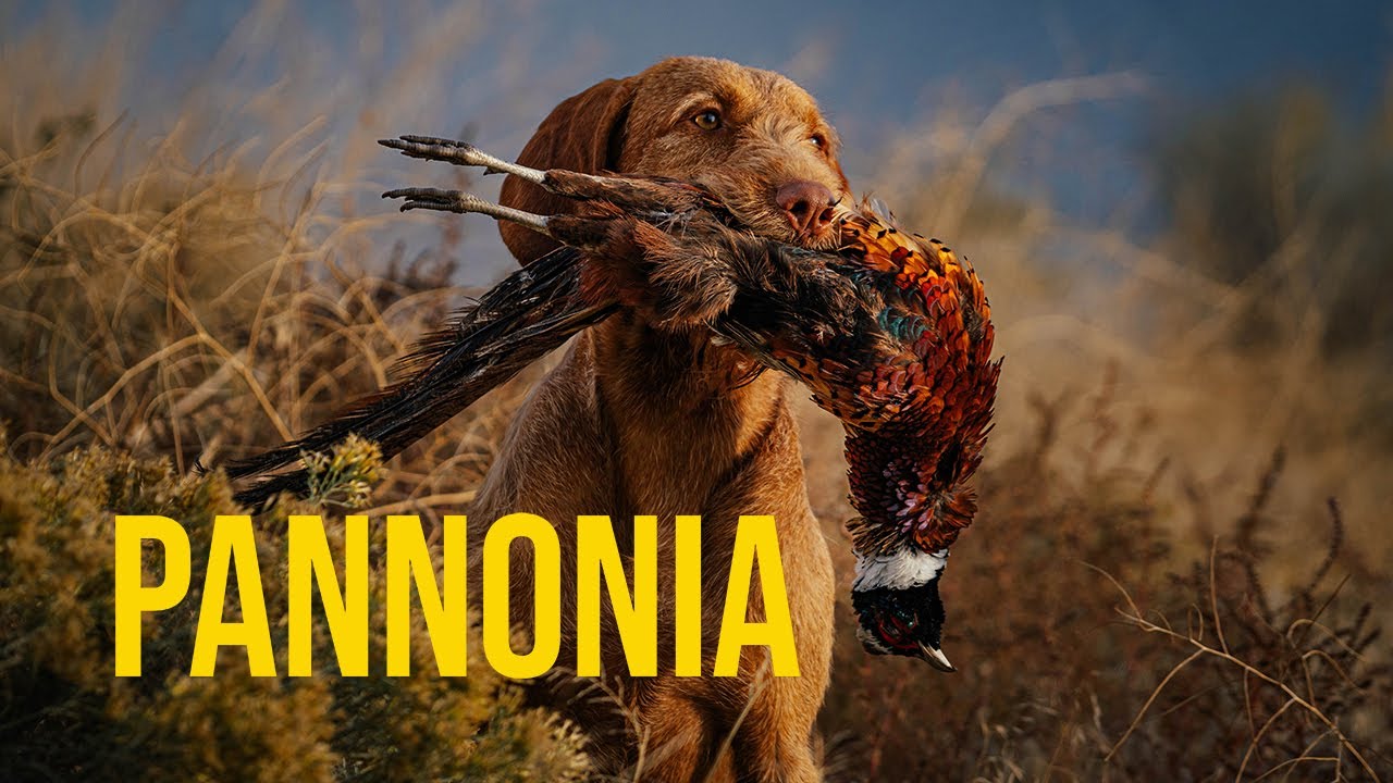 Hungarian Wirehaired Vizsla kennel in British Columbia, Canada