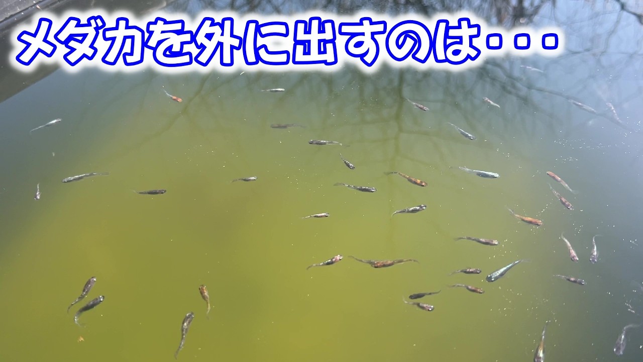 【めだか】室内やビニールハウスからメダカを出すタイミングは？Ｂ型おやじ　2026年　3月　7日　投稿