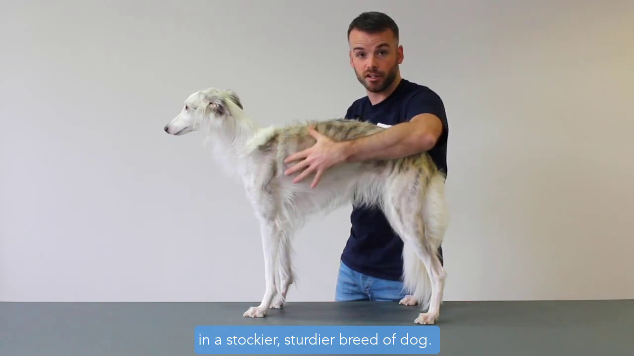 How to check your dog's Body Condition Score