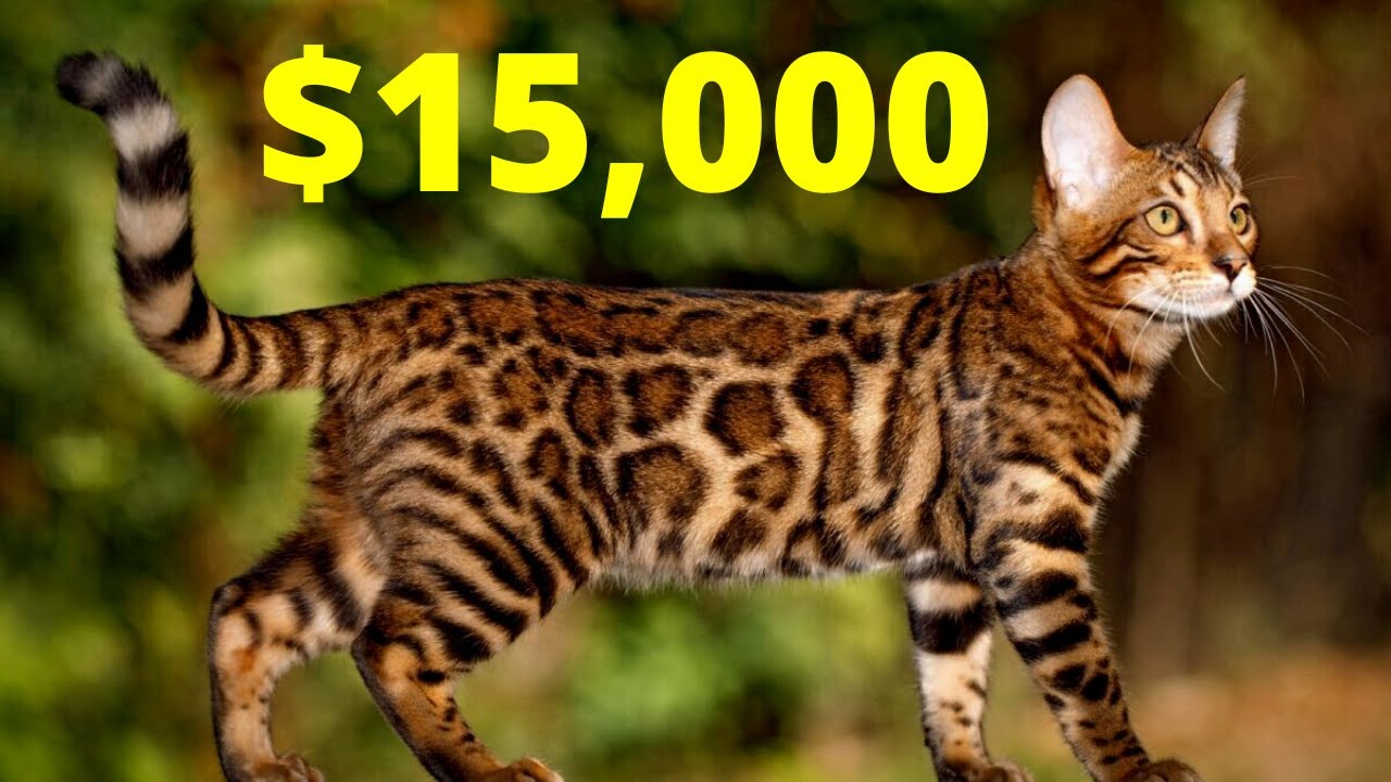 Top 10 most expensive cat breeds.