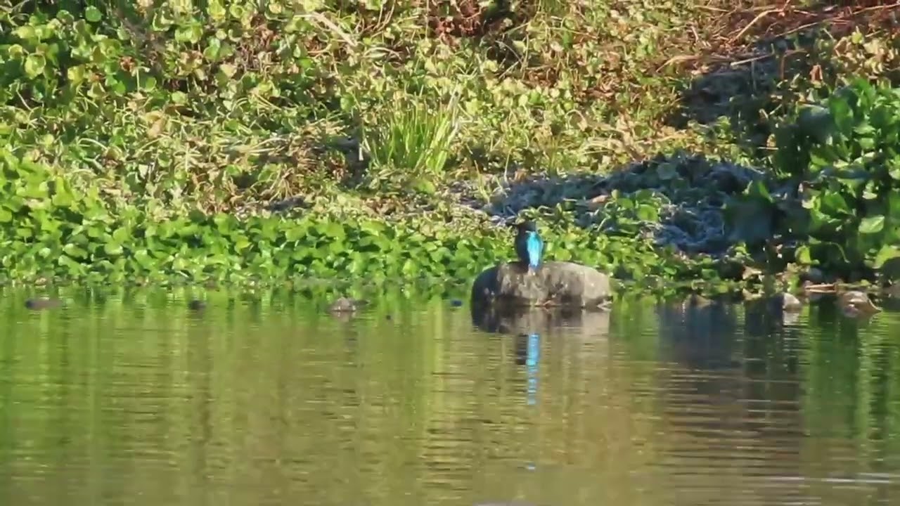 カワセミ_192_癒し_多摩川_Kingfisher_4K
