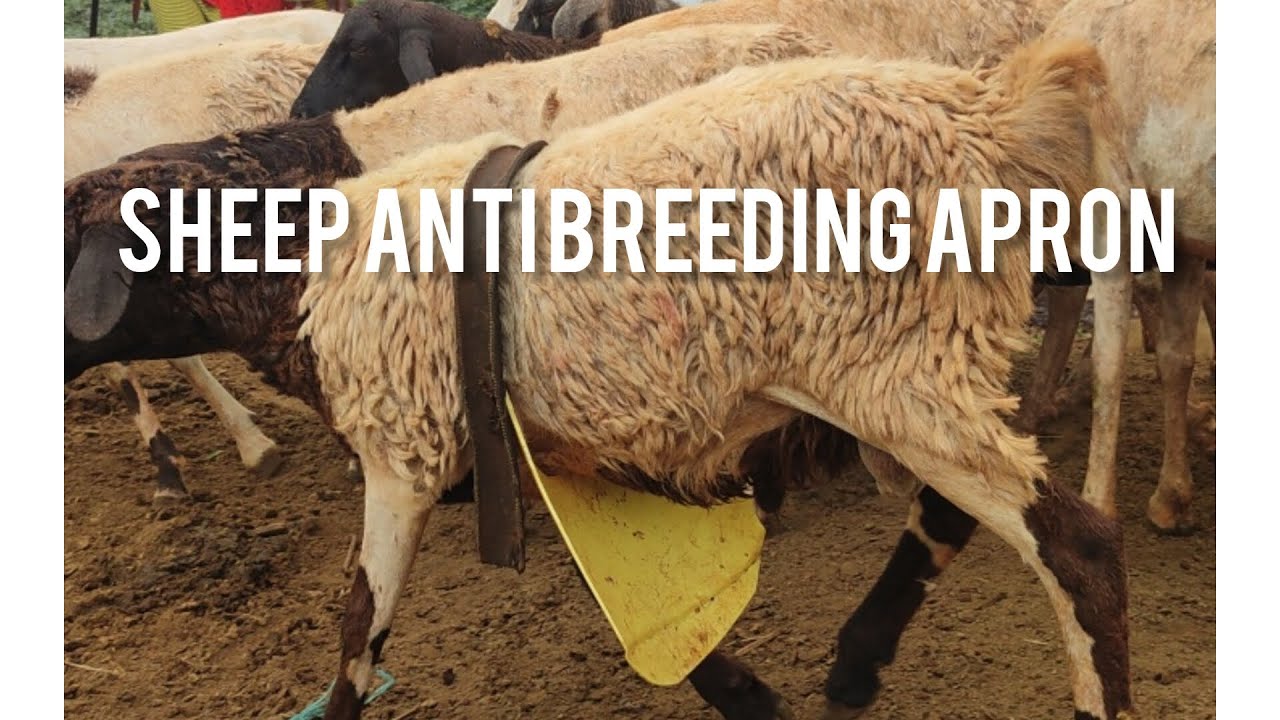 Sheep Anti- Mating Apron: A solution for controlled breeding// Sheep  Episode 2 #bridgingknowledgap