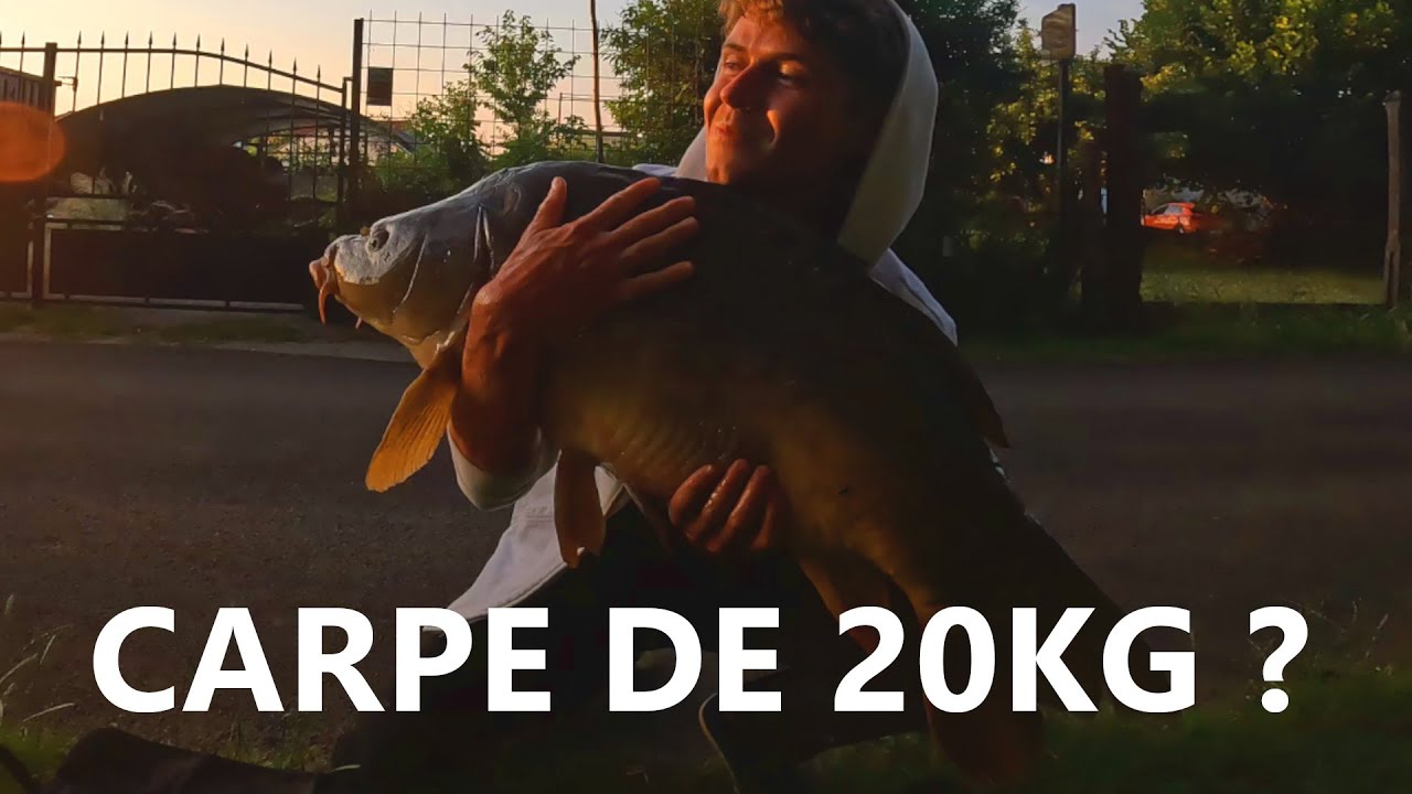 Ma première carpe de presque 20kg
