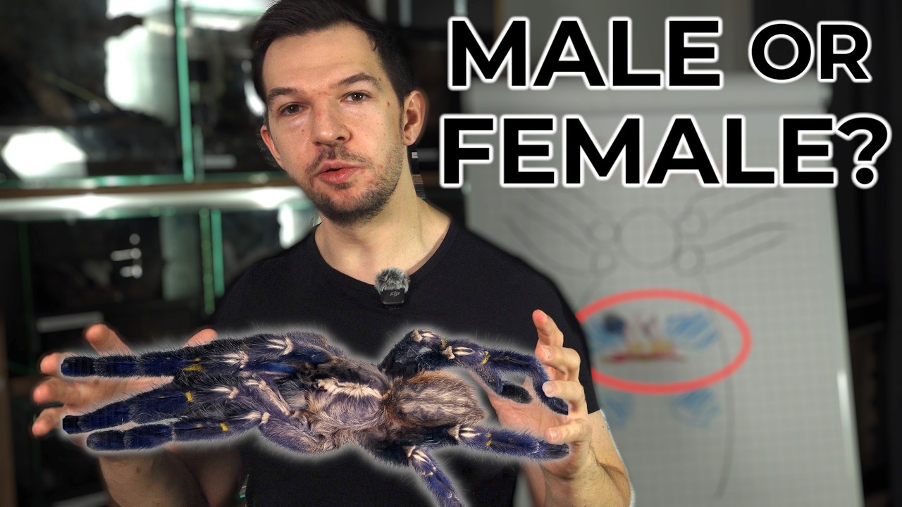 Male or Female? How To Sex Your Tarantula