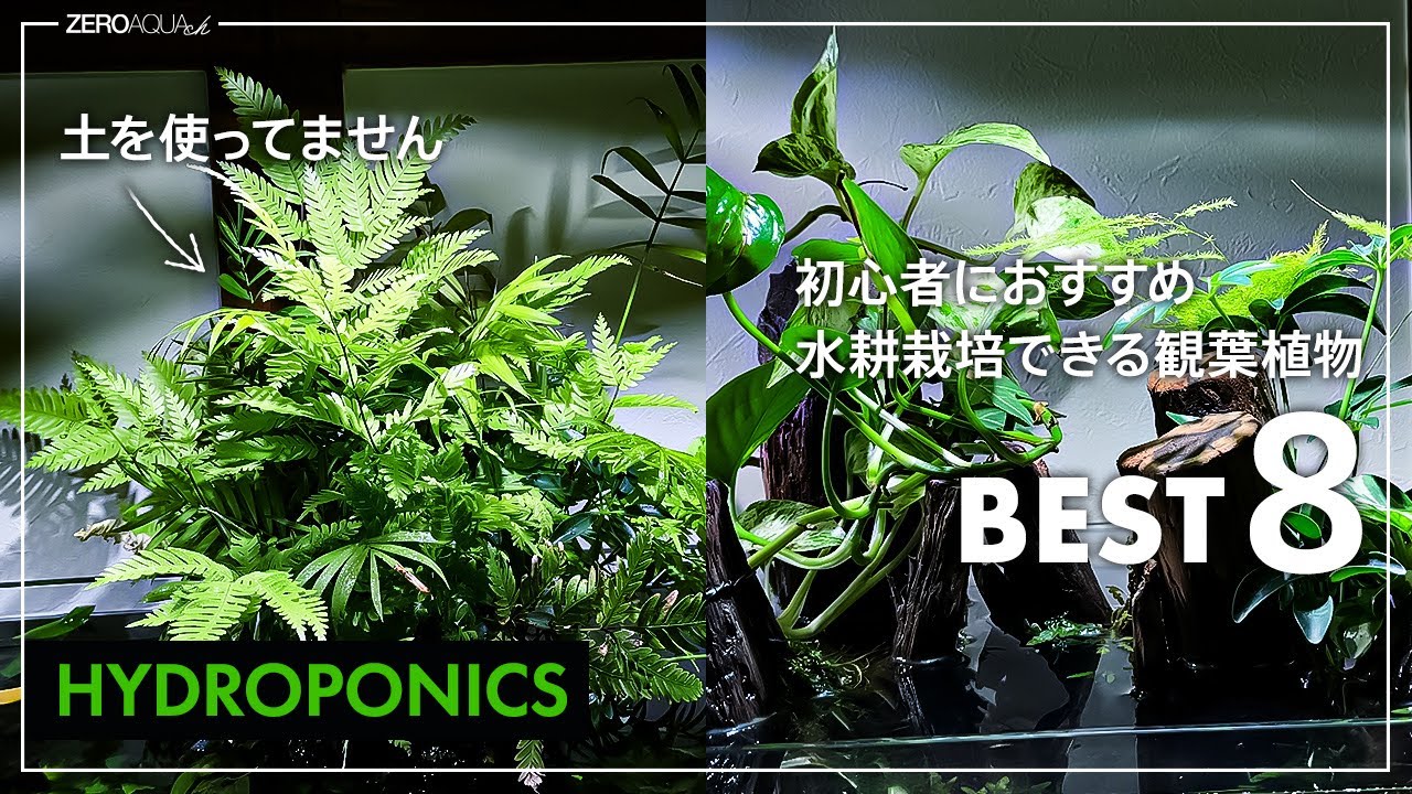 【土入らず！】ホームセンターで買える管理が楽な水耕/アクアリウムにも使える観葉植物8選