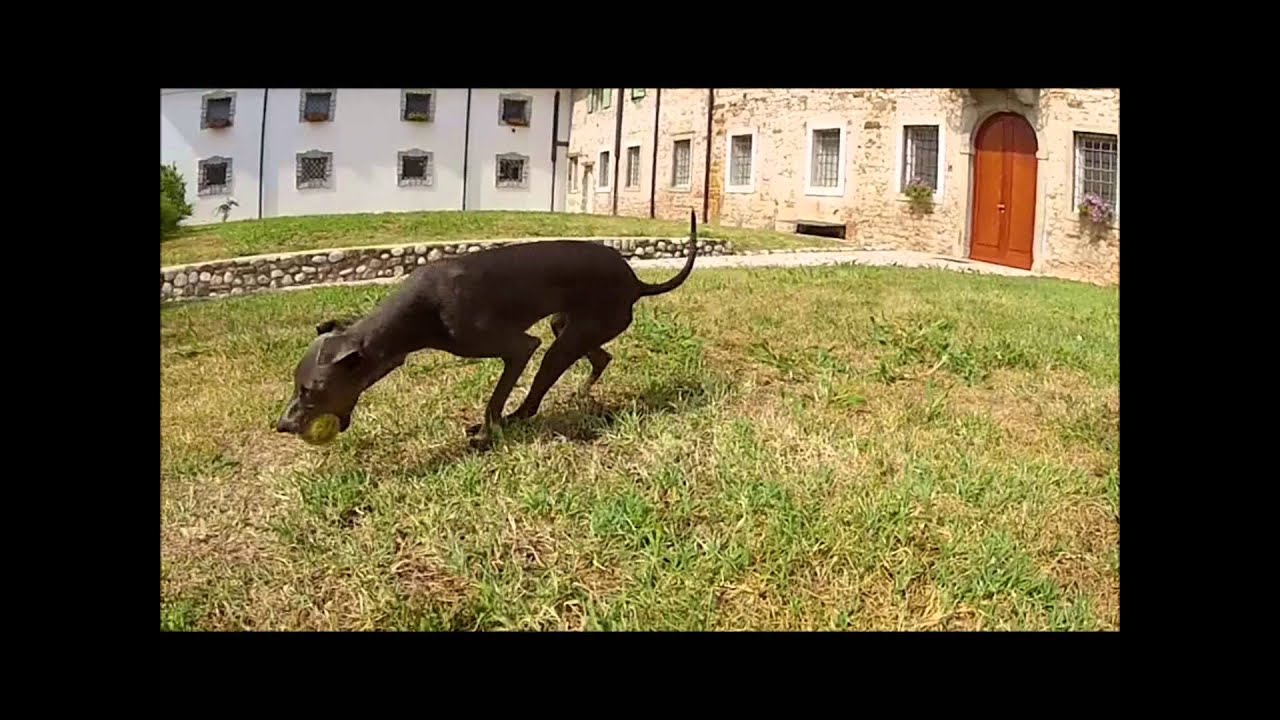 Florence - Piccolo levriero italiano - Italian Greyhound