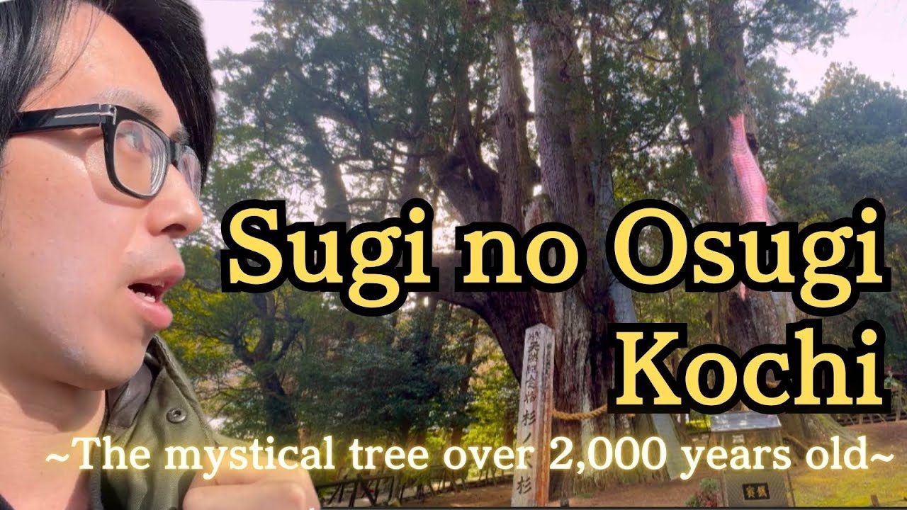 Visiting The Awe-Inspiring Japan's Oldest Ceder Over 3,000 Years Old In Kochi, Japan