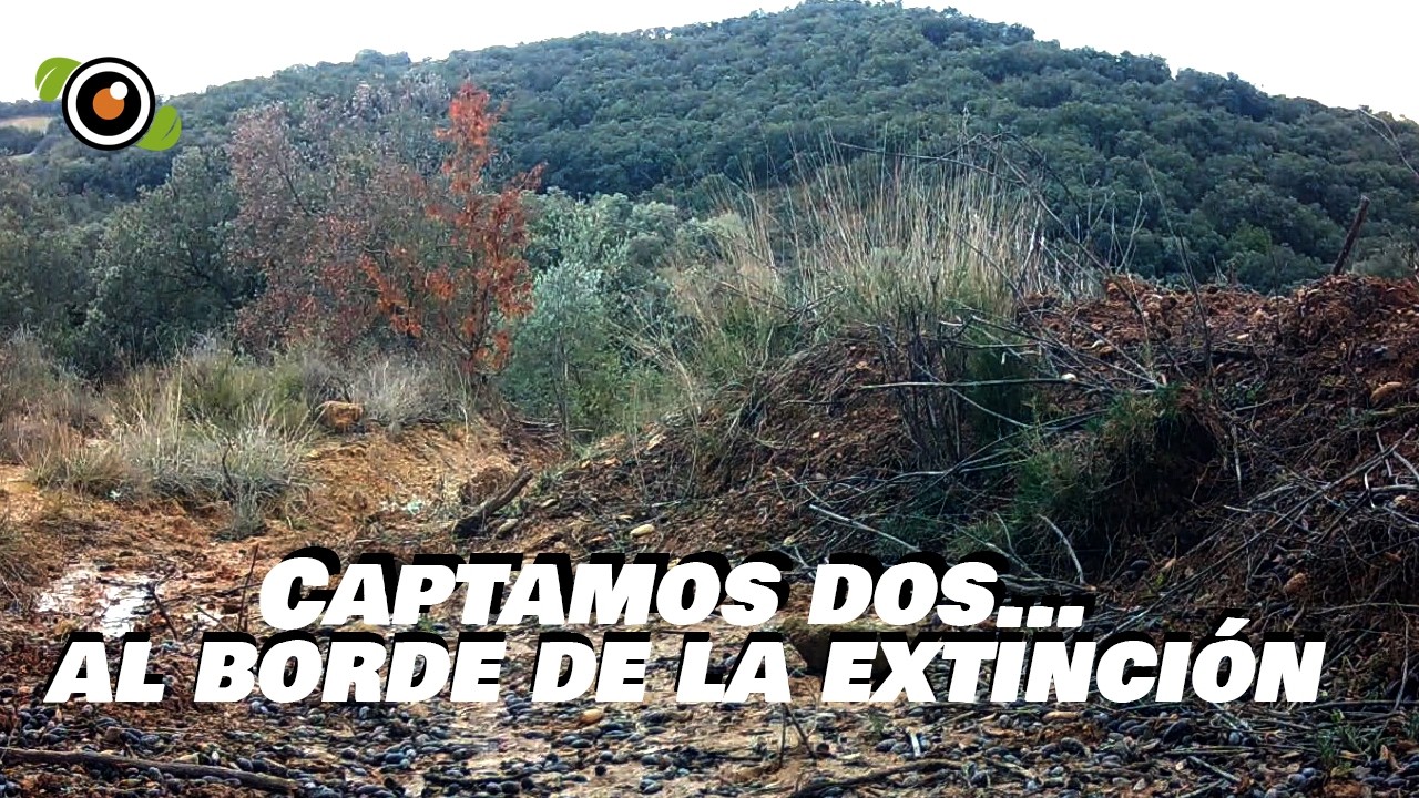 Fototrampeo captó una pareja de ESPECIE en PELIGRO DE EXTINCIÓN. # #animal #camaratrampa  #wildlife