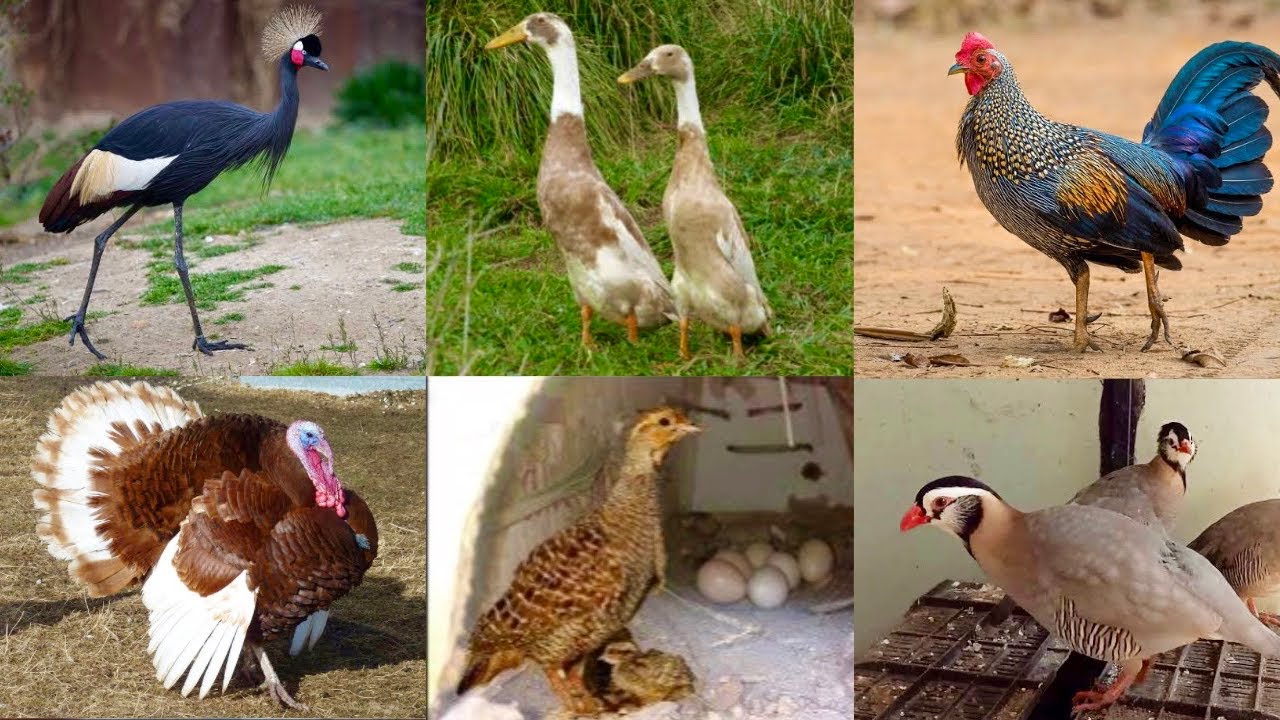 All Breeds Ground Birds, Maskati Chakor, Crowned Crane, Jungle fowl Murgi Hatching Eggs, Hsn