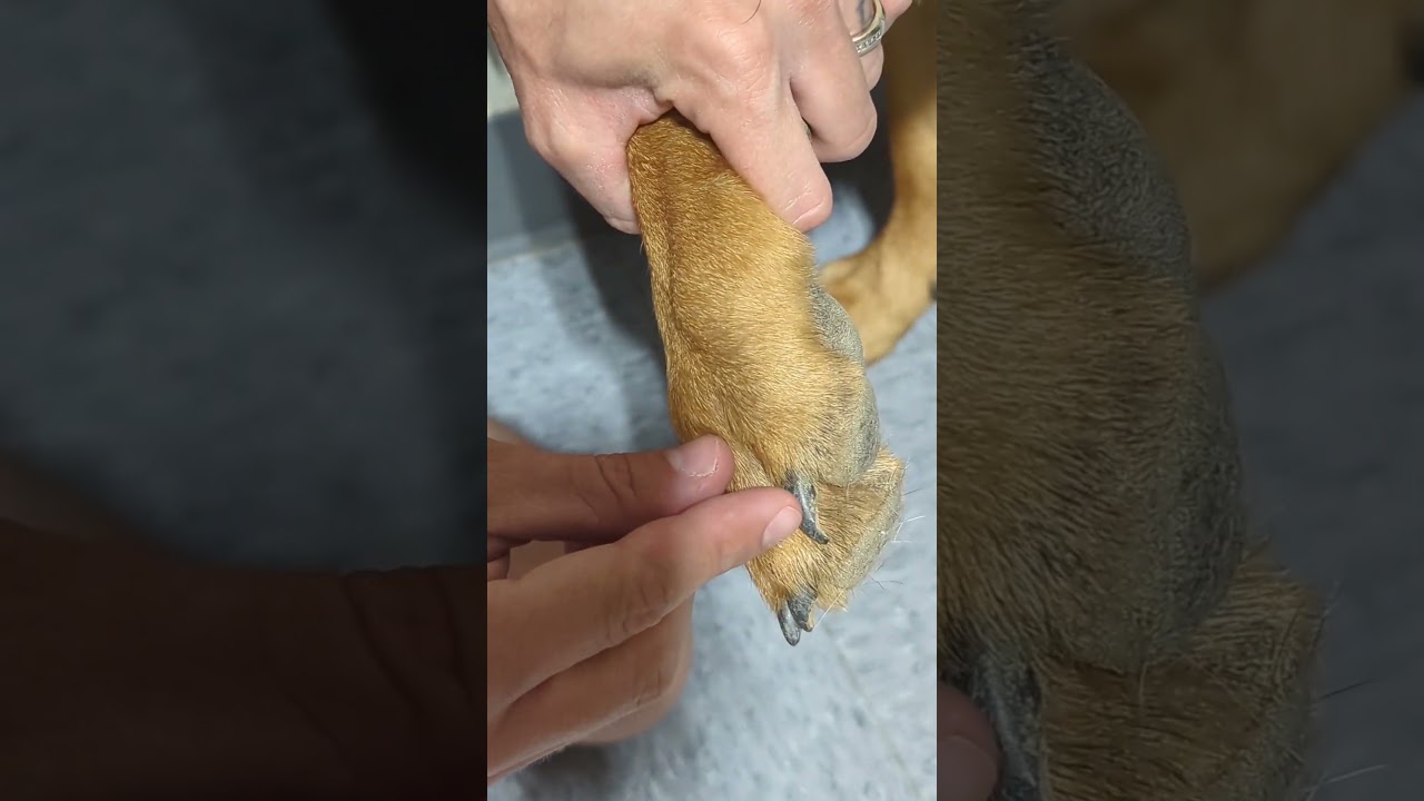 Tip on trimming black dog nails #tutorial #doggrooming #doggroomer