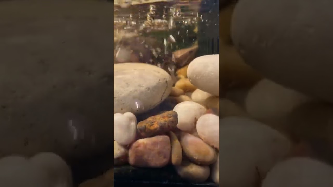 #Dontgochasingwaterfalls    #MinnieTheTurtle