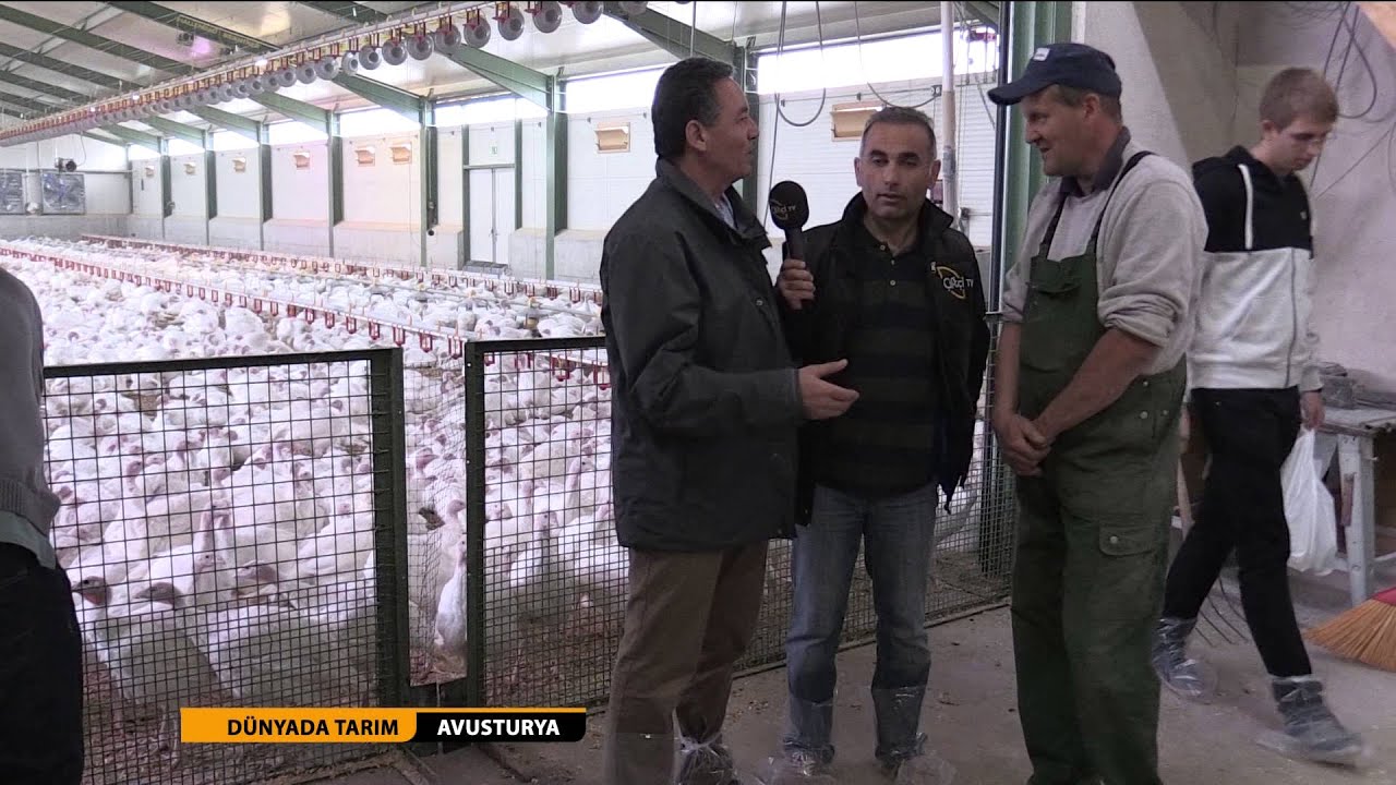 DÜNYADA TARIM 2.BÖLÜM AVUSTURYA'DA HİNDİCİLİK