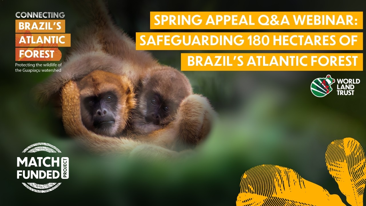 Spring Appeal Q&A: Safeguarding 180 Hectares of Brazil’s Atlantic Forest