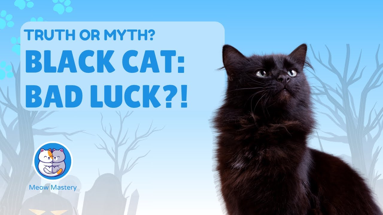 The Truth About Black Cat Myths & Legends