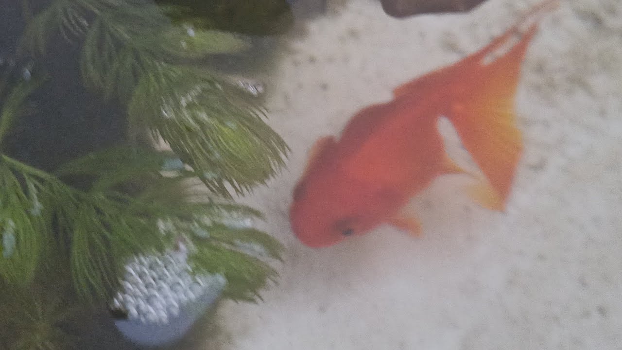 & Fish hobbies + NATURE is live