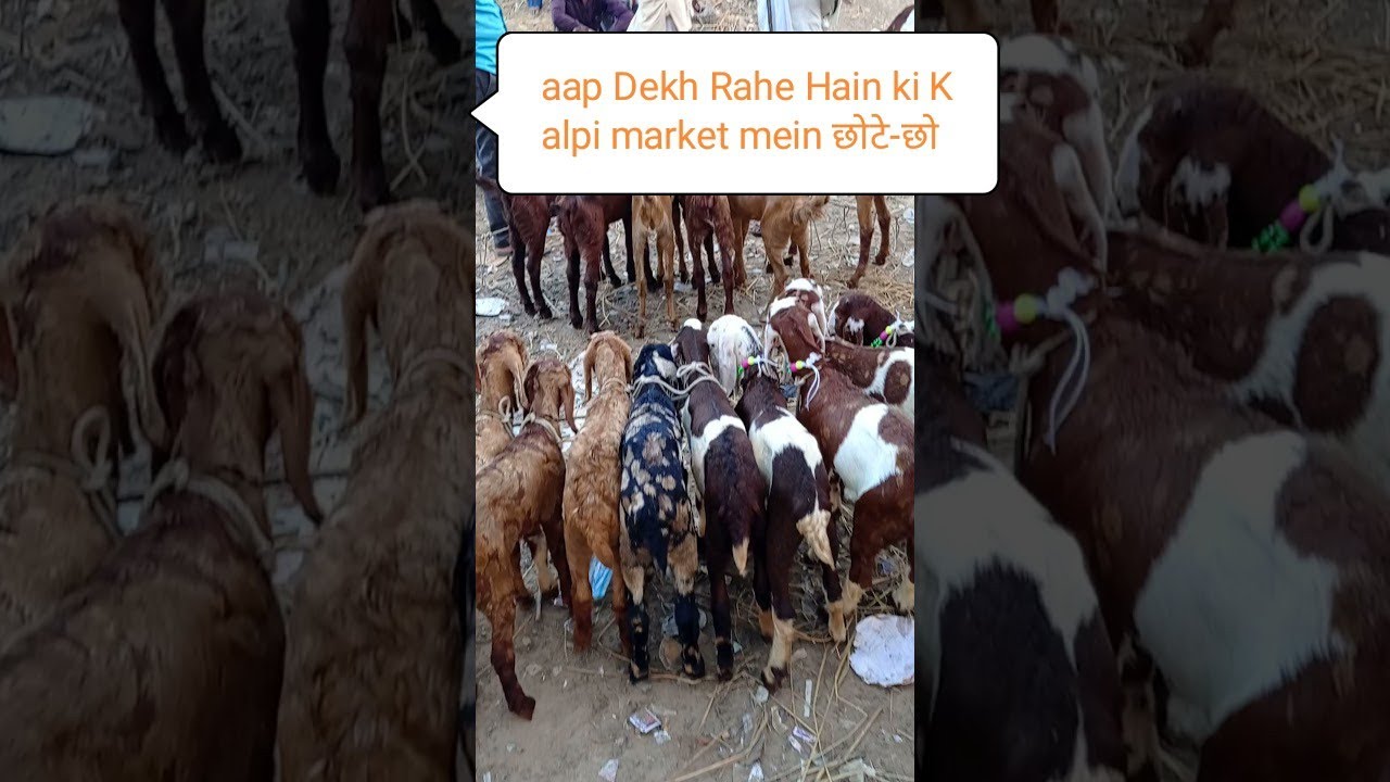 kalpi Bakra Mandi...😊👍
