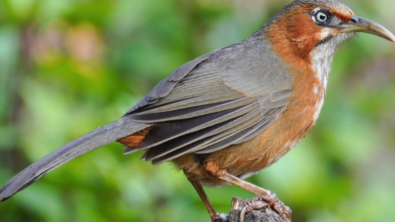 Rusty Cheeked Scimitar Babbler