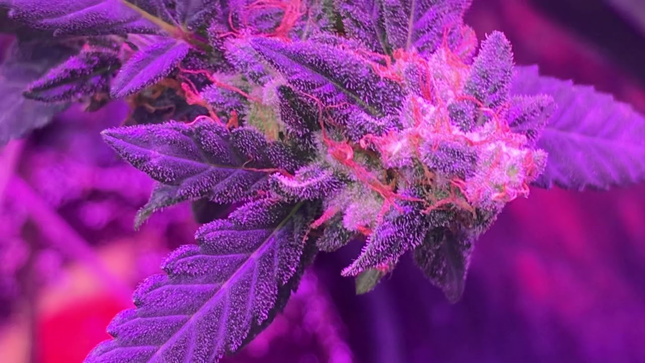 Update on my new strain plus more