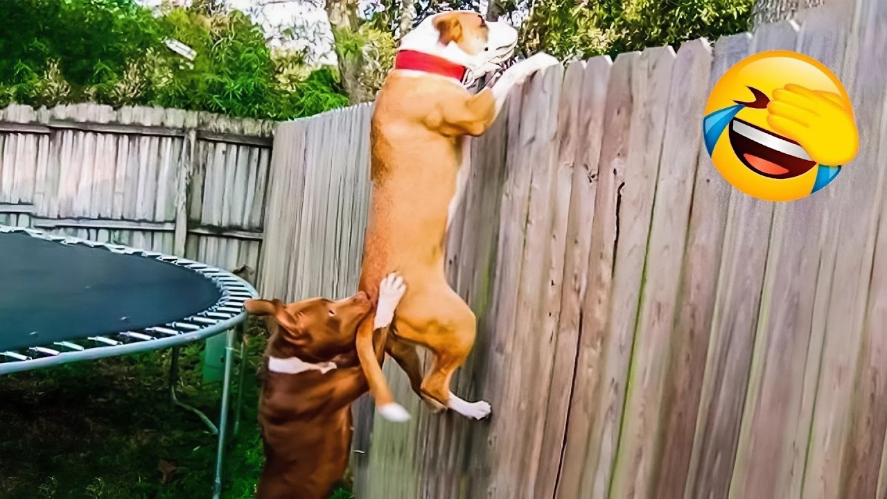 HILARIOUS DOGS Being Weird 🤪 NEW Funniest Dogs Video 2026