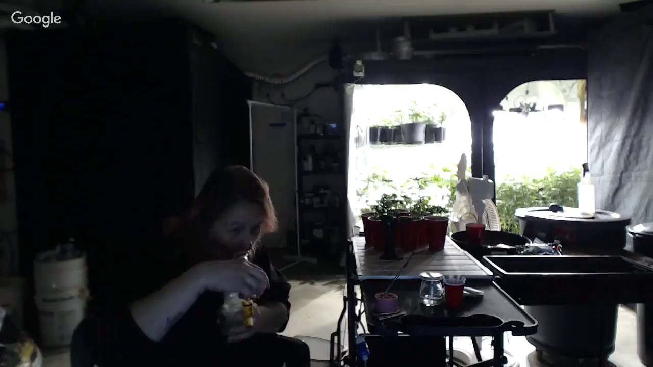 Dab & Gab Episode 30 growing 101-420 segment 4 Flower Harvest Trimming Drying and Curing