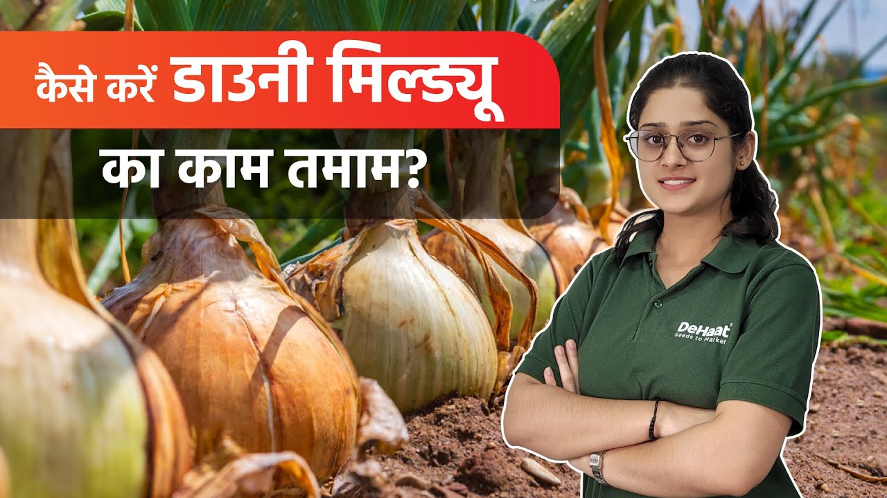 Pyaj aur Lahsun me Downey Mildew ki Pahchan evam Roktham | Downey Disease Control