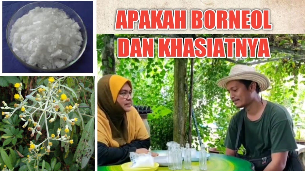 BORNEOL -  PERBEZAANNYA DENGAN CAMPHOR  DAN MENTHOL. APAKAH KHASIATNYA DALAM MINYAK ANGIN (PART 1)