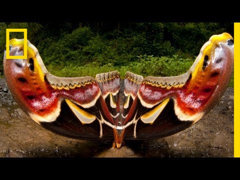 Sandesh Kadur: The Art of Conservation | Nat Geo Live