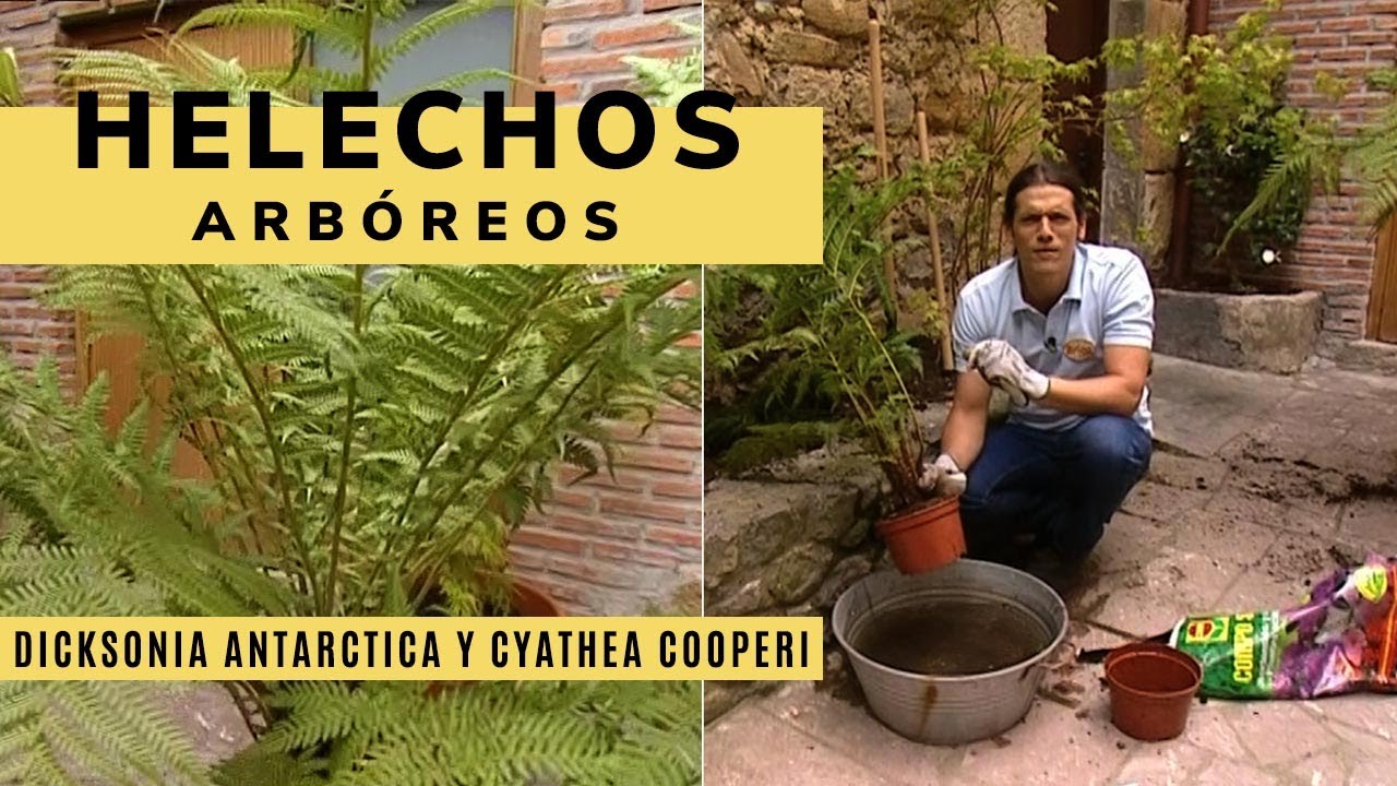Plantaci&oacute;n del helecho Dicksonia antarctica y la Cyathea cooperi - Bricoman&iacute;a - Jardinatis