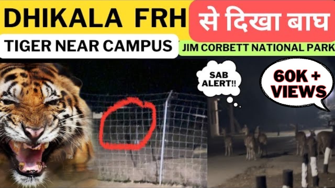 DHIKALA FRH से दिखा बाघ ‼️Tiger Near Campus In Night | Jim Corbett National Park