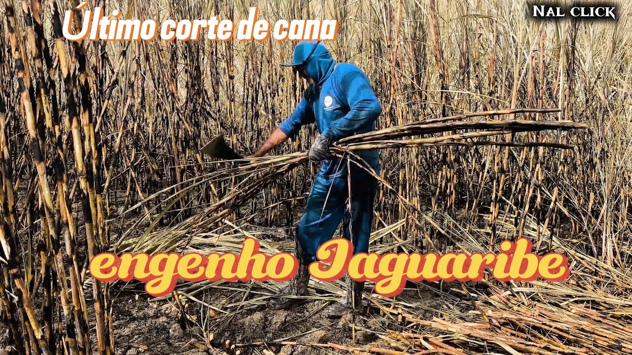 Último corte de cana do engenho Jaguaribe upatininga -PE 