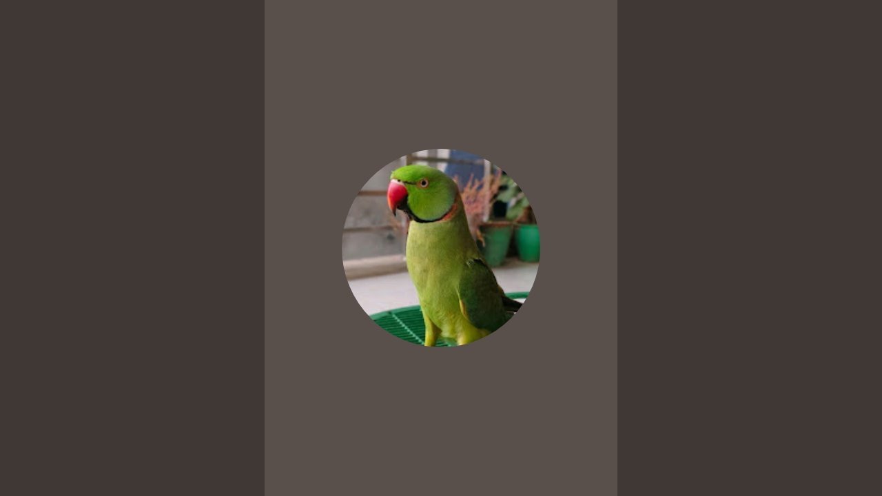 cute Mittu 🦜🦜 is live!