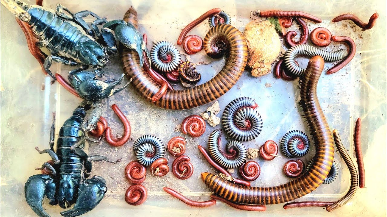 OMG Catch scorpions a red-Millipedes black millipede white Millipedes and Spotted 