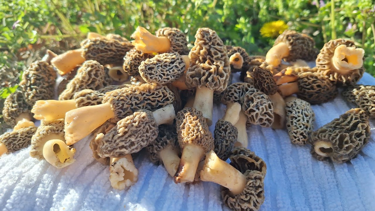 Morel Mushroom Hunting