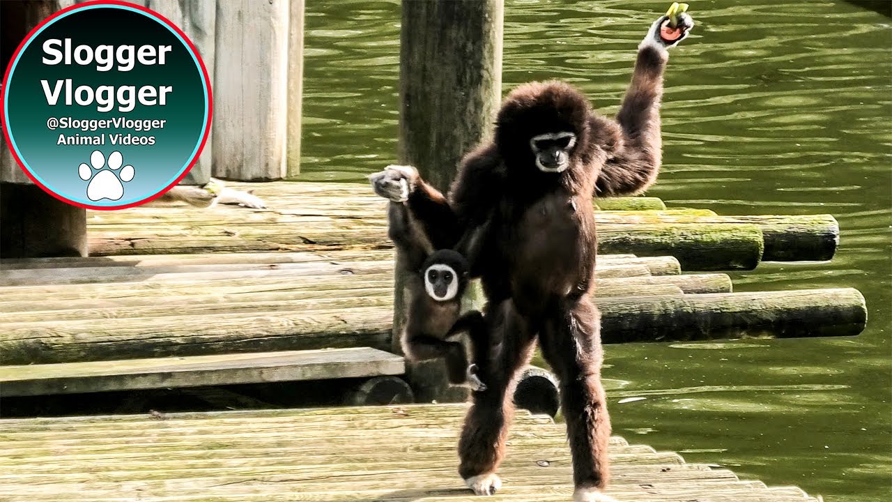 Hilarious Gibbon Mum and Baby Moments