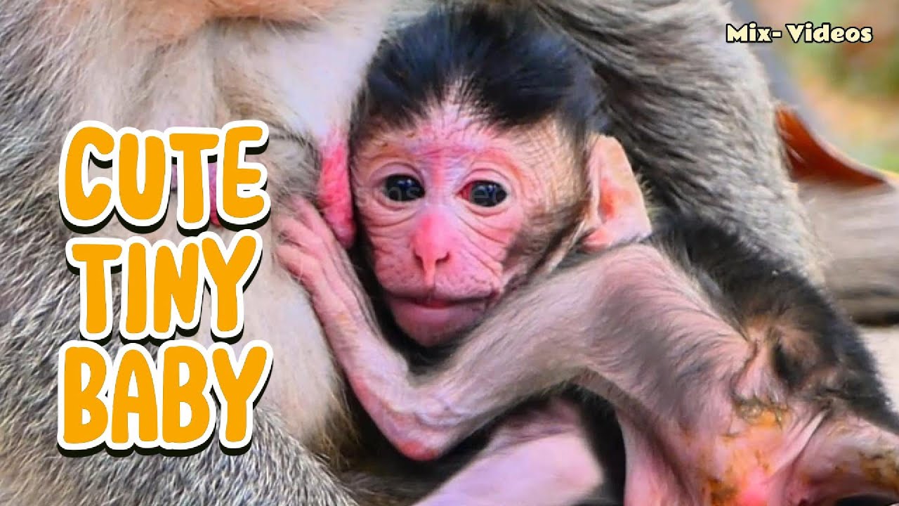 Lovely Baby Monkeys &ndash; Best Mix Video Compilation!, |smsrmedia1540|