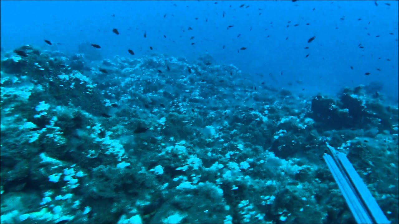 SPEARFISHING GREECE 2. GROUPERS,DENTEX.AGUATTO,AMBUSH.