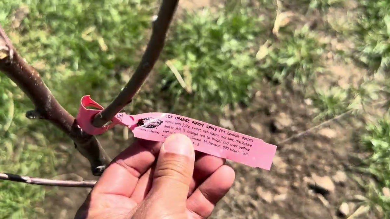 Apple tree varieties 
