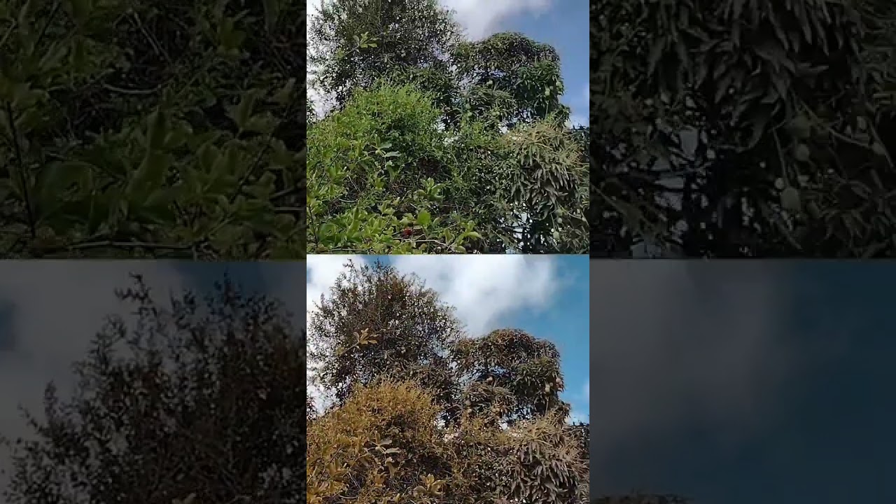 Deuteranopia, tipo de daltonismo com defici&ecirc;ncia na cor verde!