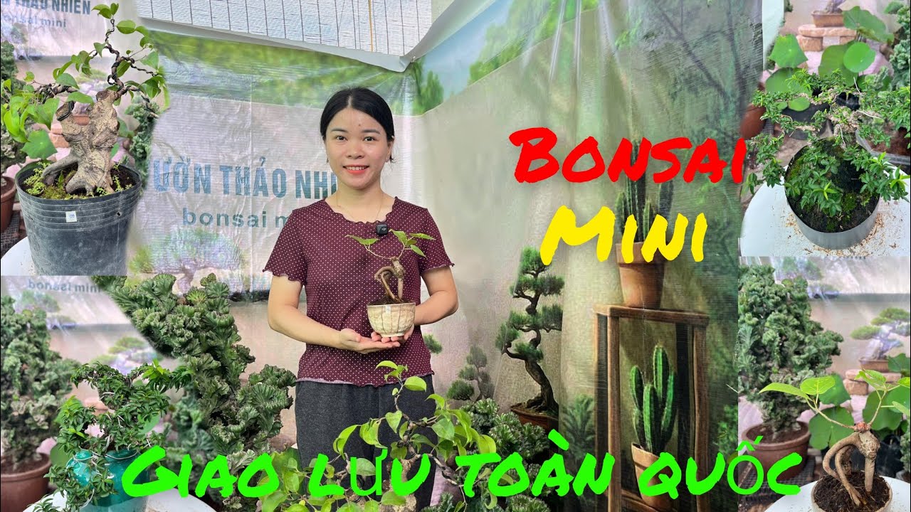 18/9& Bonsai mini giá rẻ .Giao lưu nhuều loai cây đẹp giá rẻ dáng quái 