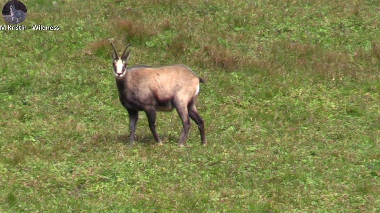 THE TATRA HIGHLAND CHAMOIS | Kamzík vrchovský tatranský (Rupicapra rupicapra tatrica)